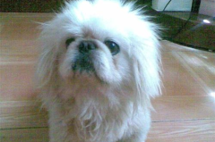 北京犬多少钱一只,纯种与混血价格大对比”