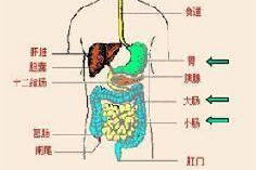 消化系统的组成图片,器官分布与功能概览